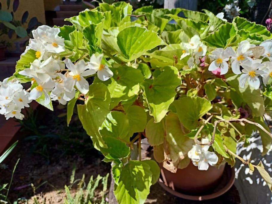 Villa Falconera Apartaments, Gandia A Las Faldas De La Montana Εξωτερικό φωτογραφία