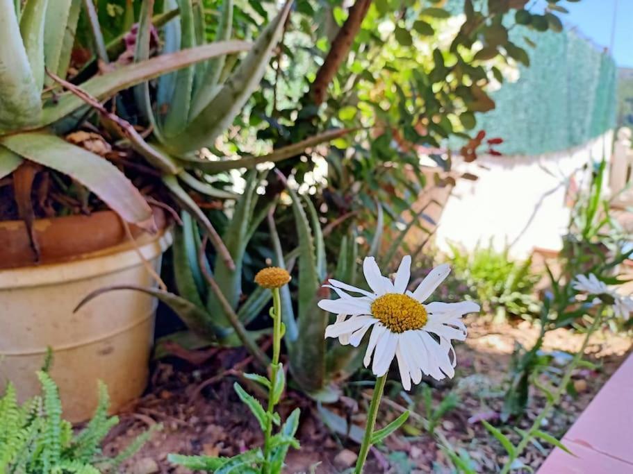Villa Falconera Apartaments, Gandia A Las Faldas De La Montana Εξωτερικό φωτογραφία