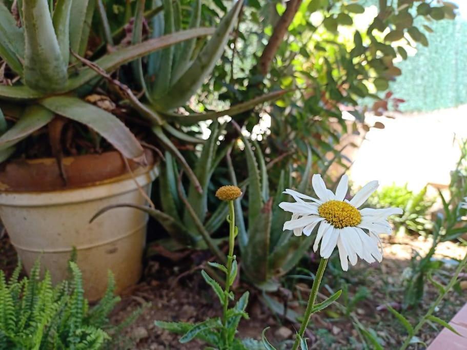 Villa Falconera Apartaments, Gandia A Las Faldas De La Montana Εξωτερικό φωτογραφία