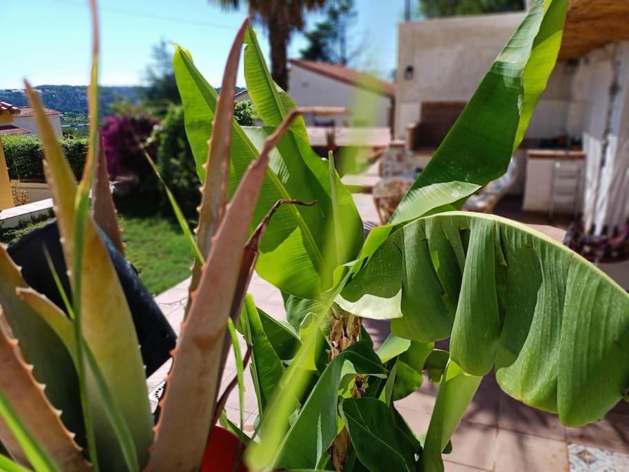 Villa Falconera Apartaments, Gandia A Las Faldas De La Montana Εξωτερικό φωτογραφία