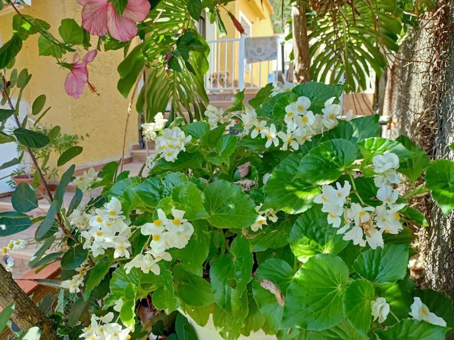 Villa Falconera Apartaments, Gandia A Las Faldas De La Montana Εξωτερικό φωτογραφία